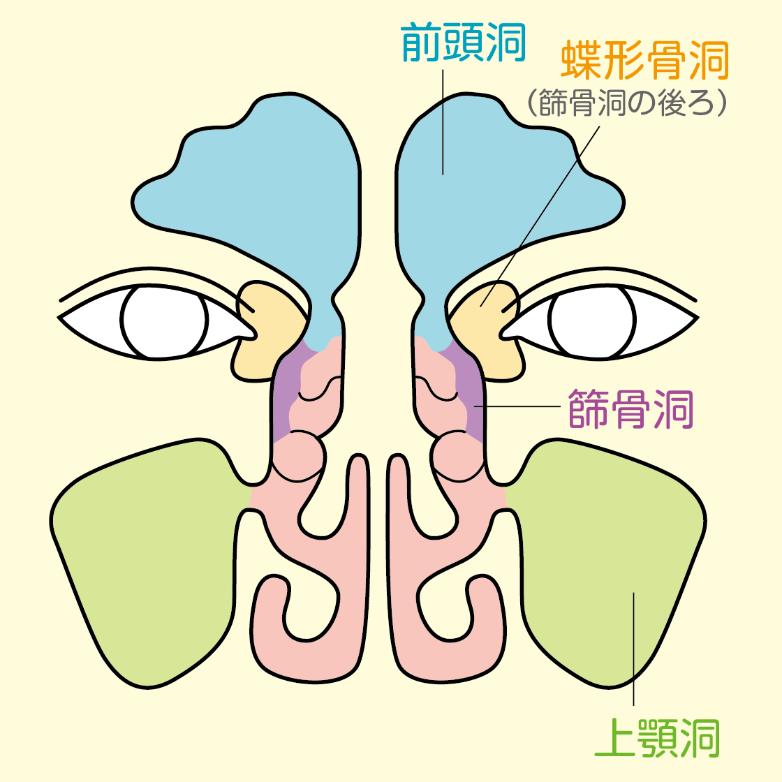 副鼻腔炎とは 大阪副鼻腔炎ドットコム 坂本クリニックグループ 副鼻腔炎 蓄膿症
